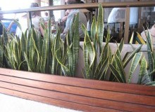Kwikfynd Indoor Planting
cainbable