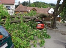 Kwikfynd Tree Cutting Services
cainbable