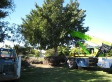 Kwikfynd Tree Management Services
cainbable